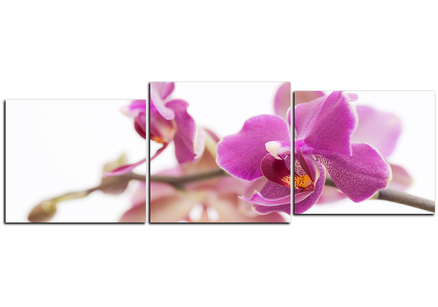 Obraz na plátně - Orchidej květ izolována na bílém pozadí - panoráma Obraz na plátně - Orchidej květ izolována na bílém pozadí - panoráma